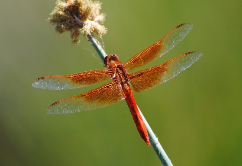 ID - USA - seconda libellula